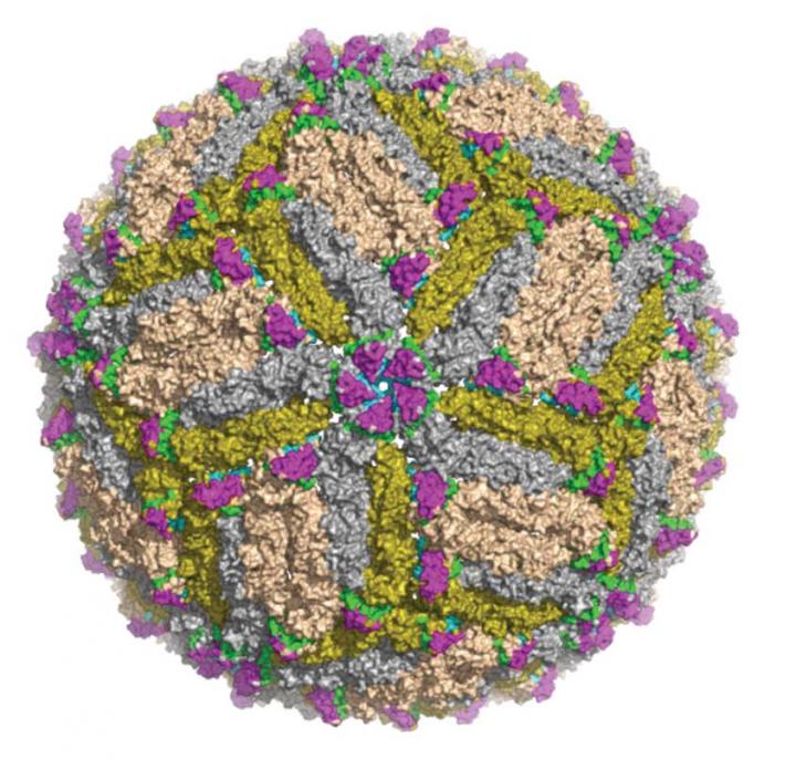 Distinct Zika Virus Epitopes