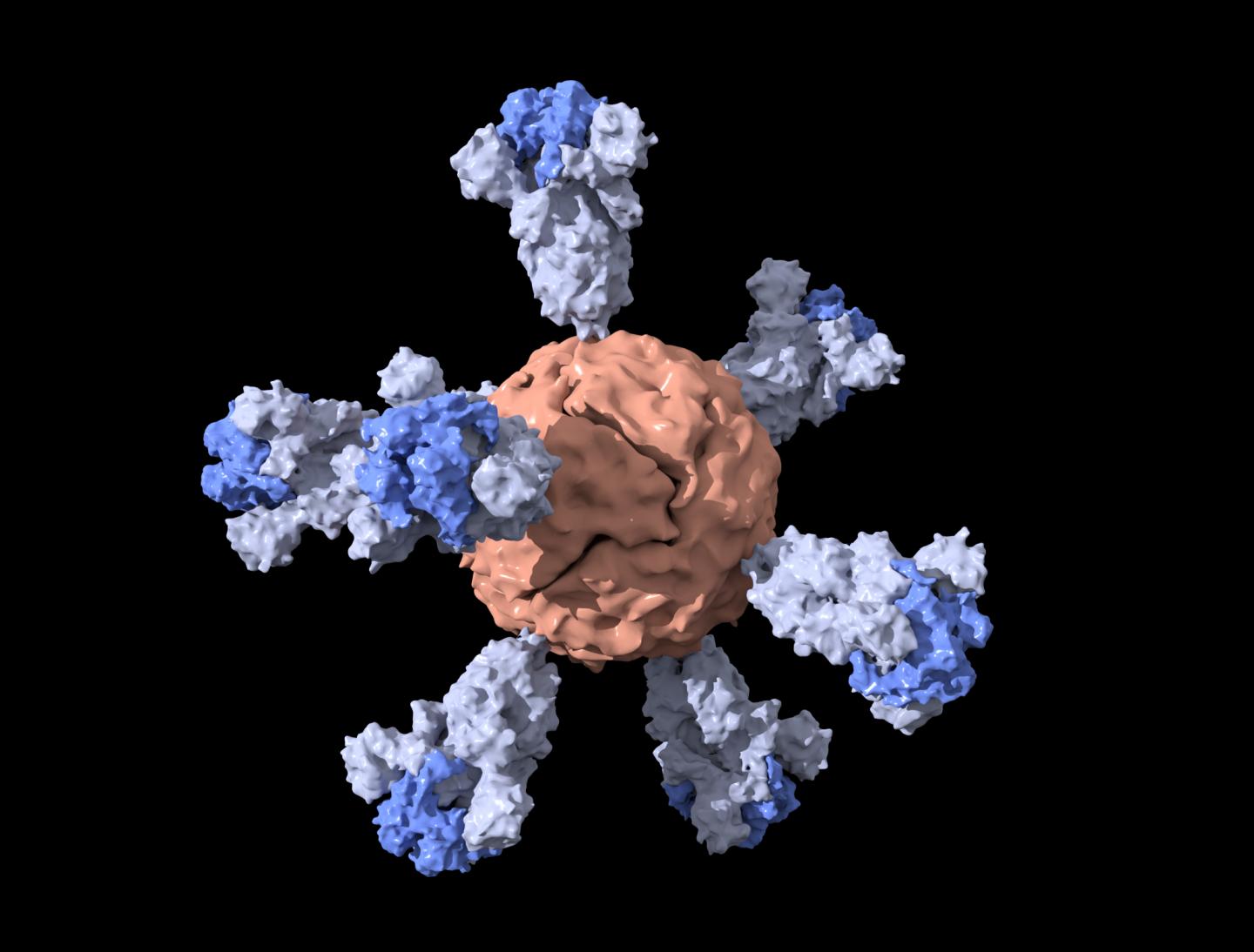 Vaccine nanoparticle