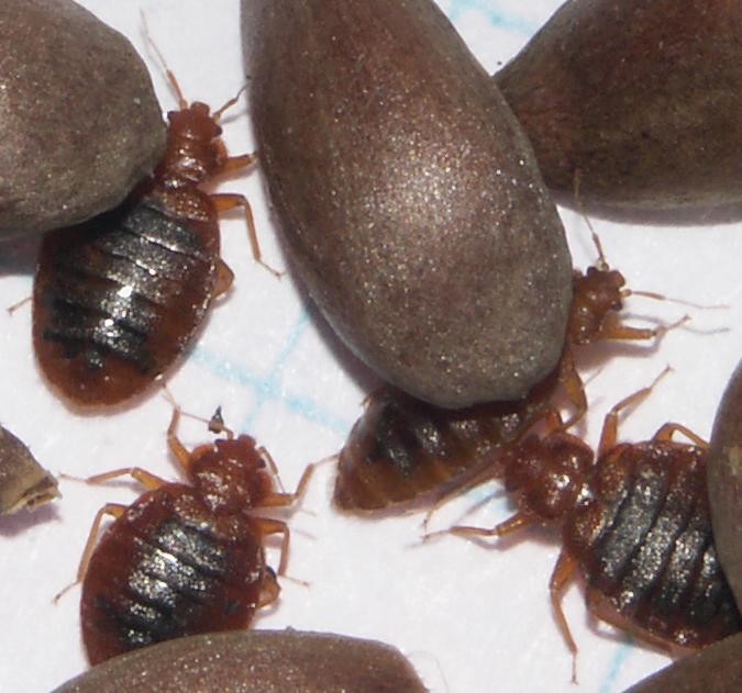Bedbugs and Apple Seeds