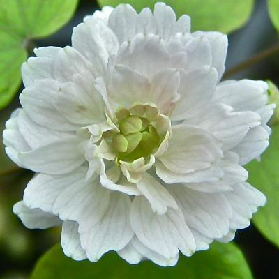 <i>Thalictrum thalictroides</i> Silenced