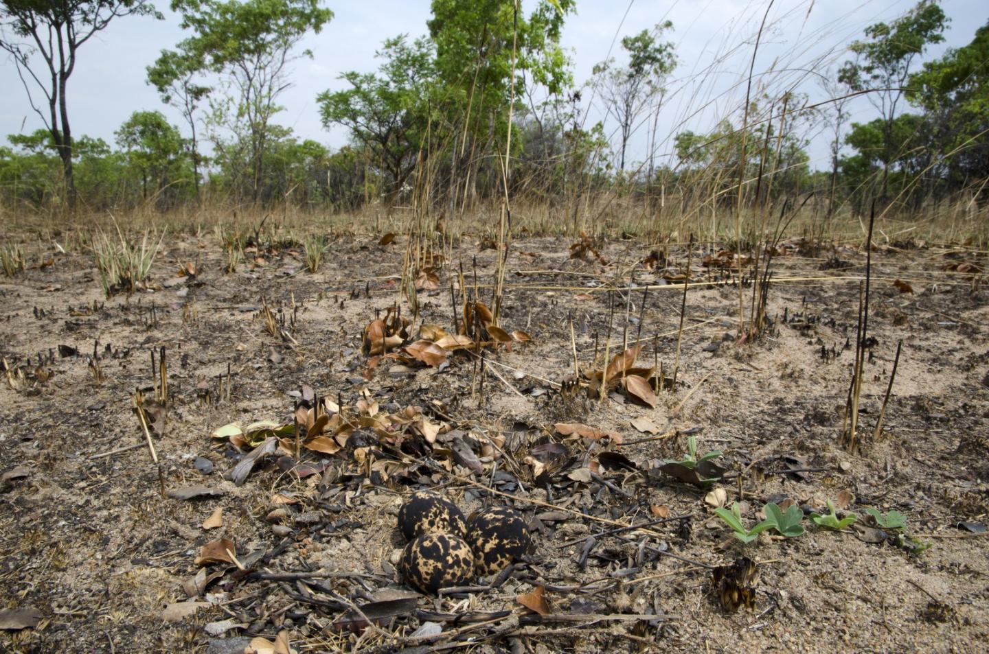 Bronze-Wing Courser Eggs