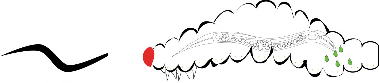 Nematode Illustration