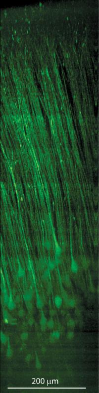 Nerve Cells in Cortex