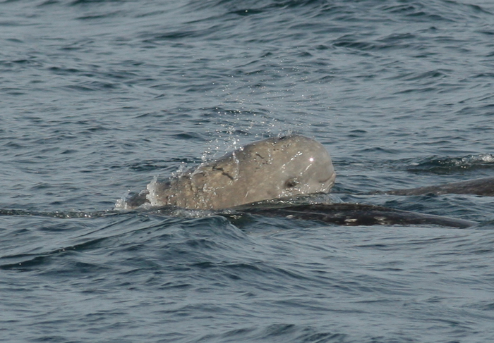 narwhal calf