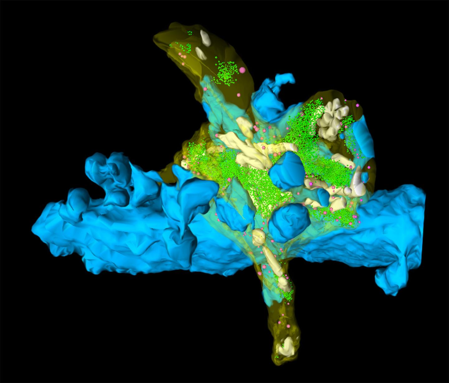 3D Rekonstruktion eines adulten hippokampalen Moosfaser Boutons und seiner Zielstruktur