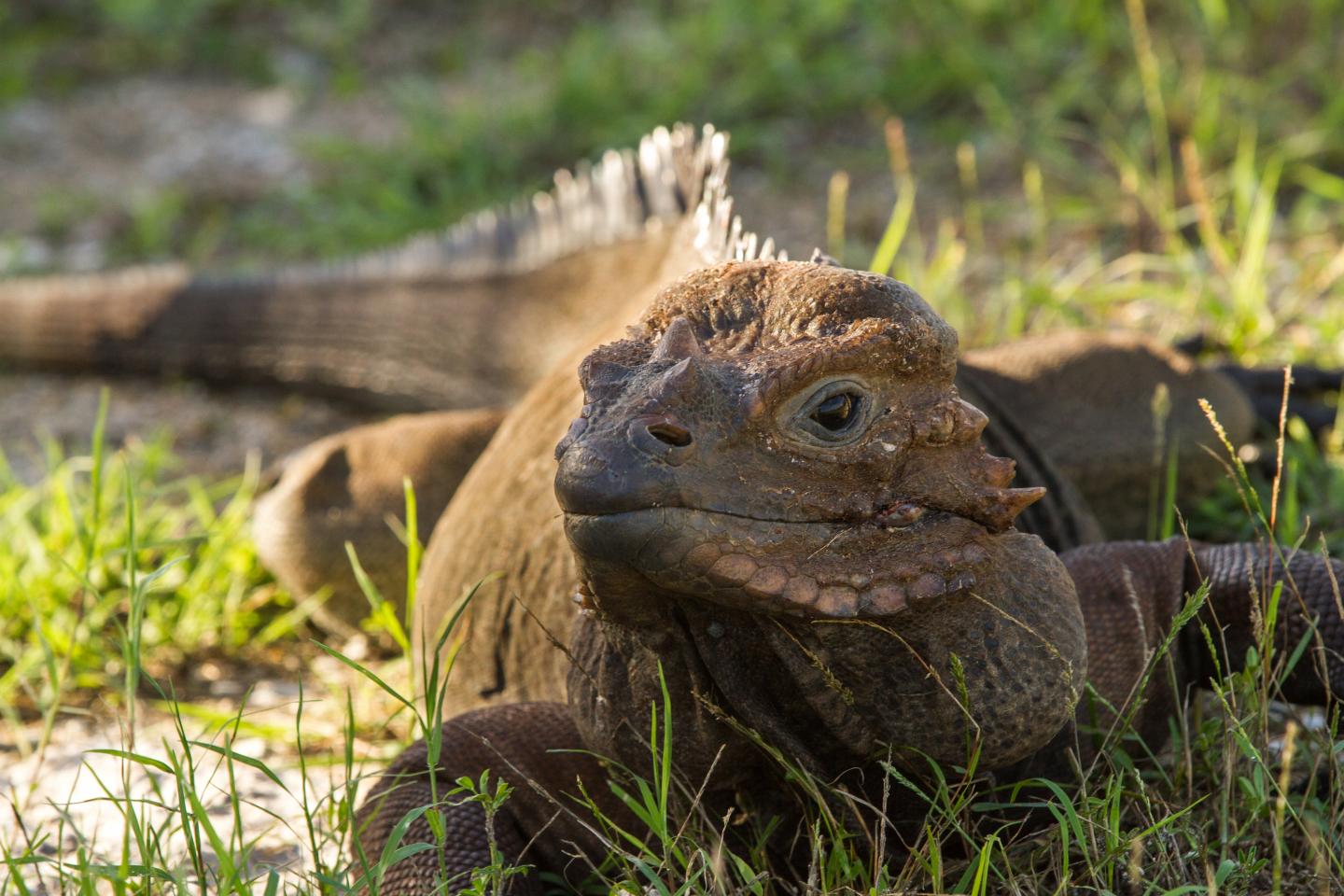 Invasive Species Jeopardize Already Threatened Island Animals (6 of 12)