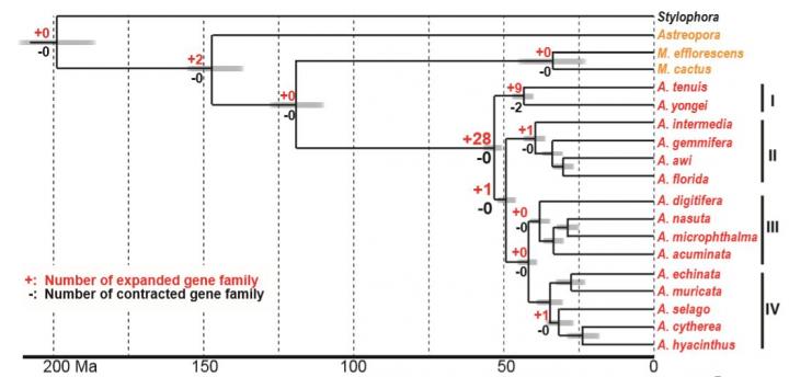 The Diversification of Acropora Corals