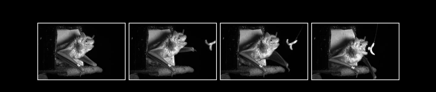 Bat Capture Sequence