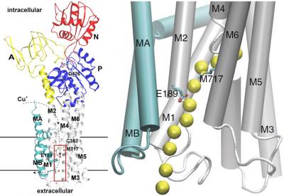 How the Cells Remove Copper