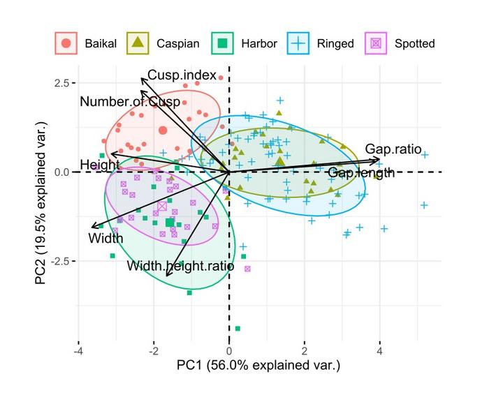 Baikal seals have unique teeth morphology compared to the closely related species.