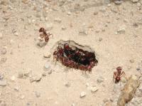 Harvester Ant Foragers
