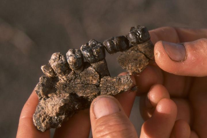 Australopithecus Fossil