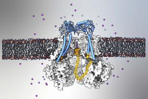 Study Establishes “Ball and Chain” Mechanism Inactivates Key Mammalian Ion Channel