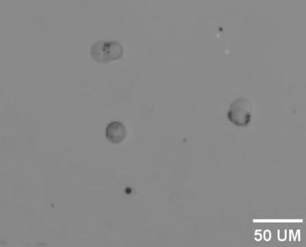 3D Steerable, Acoustically Powered Microswimmers for Single-Particle Manipulation (5 of 5)