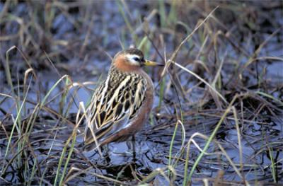 Red Phalarope