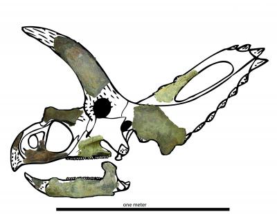 <i>Coahuilaceratops magnacuerna</i>