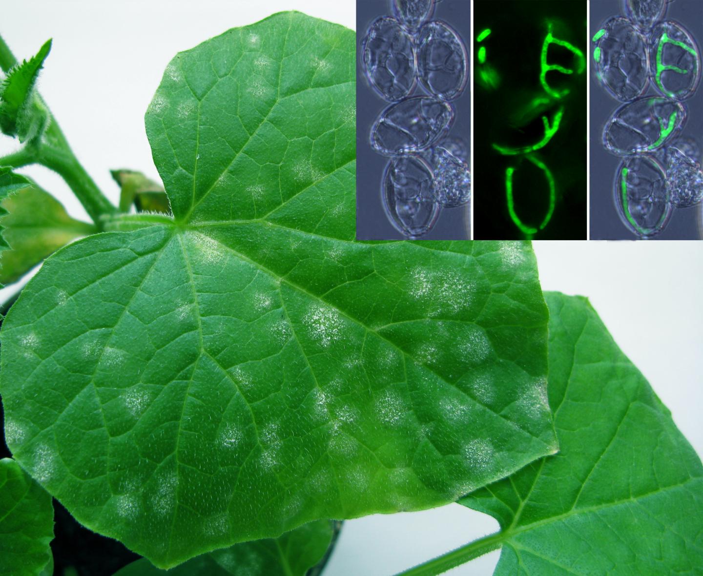 Cucumber Leaves Infected with Powdery Mildew
