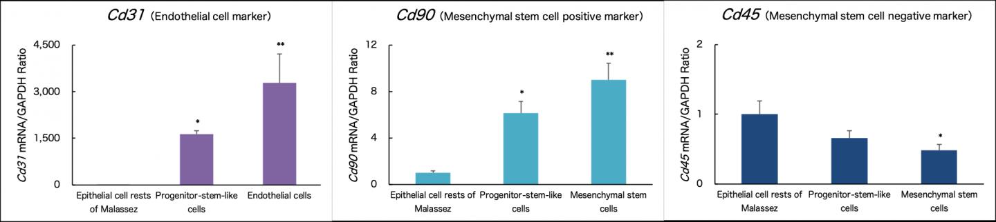 Figure 2. mRNA expression in the progenitor stem-like cells differentiated into endothelial and mesenchymal stem cells.