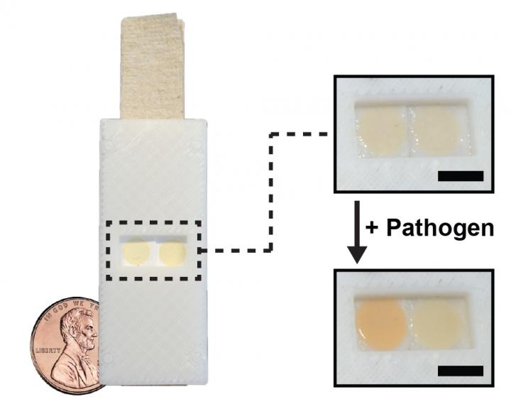 Modifying Baker's Yeast for Low-cost Detection of Fungal Pathogens (11 of 12)