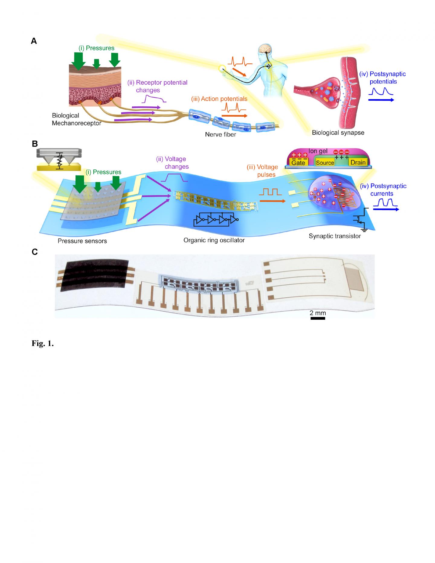 Comparison between a Biological Mechanosensory Nerve and An Artificial Mechanosensory Nerve