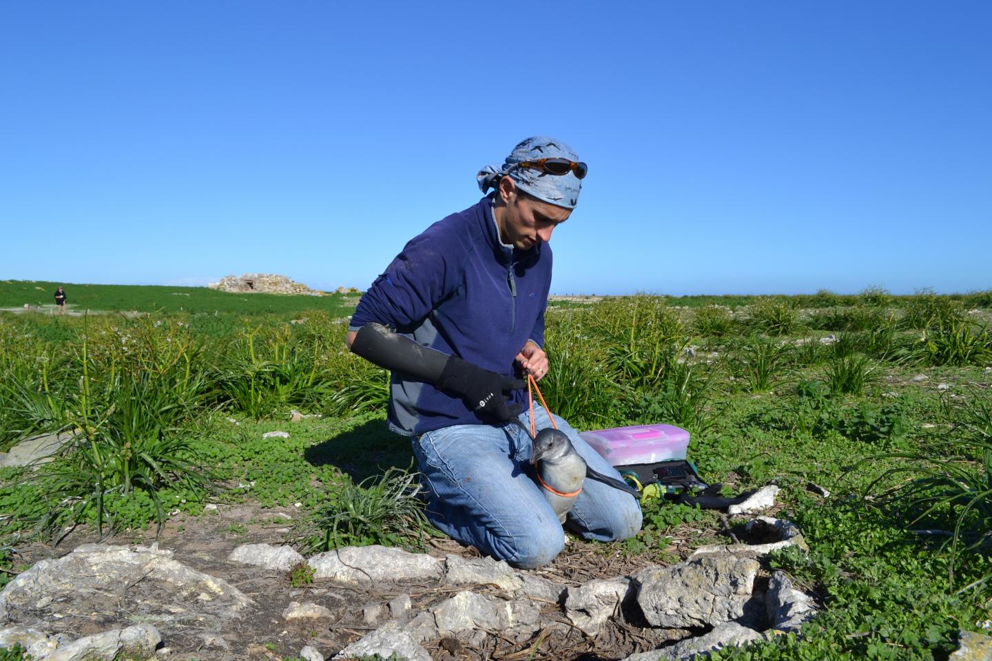 Measuring a Juvenile African penguin