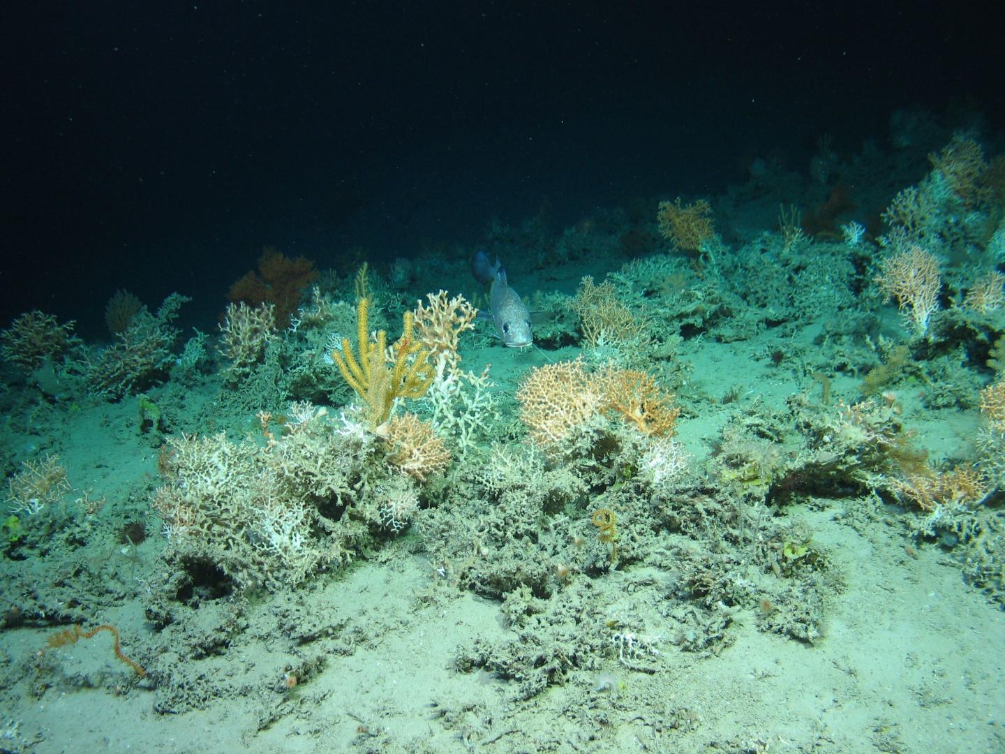 Coral Located by Mathematical Models