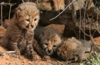 Cheetah Cubs (2 of 2)