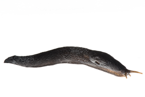 A living specimen of Limax pseudocinereoniger