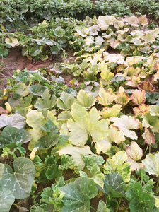 One of the pumpkin fields Mady visited in Egypt.