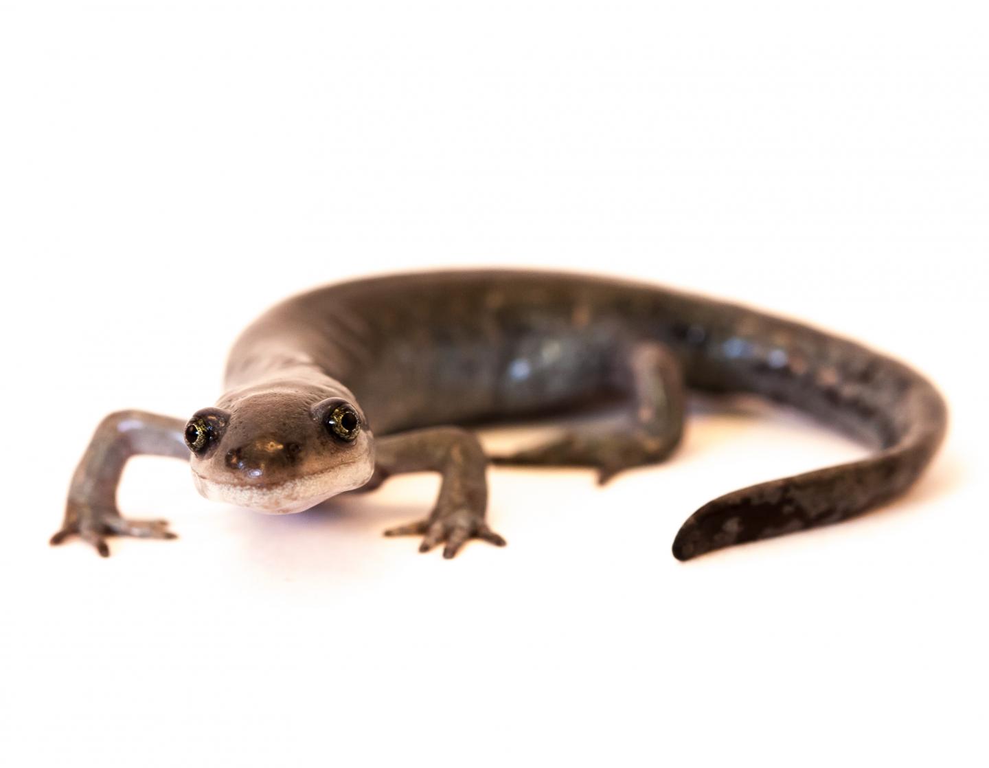 One Promiscuous Salamander