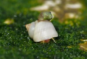 Adult snails adapted to different habitats