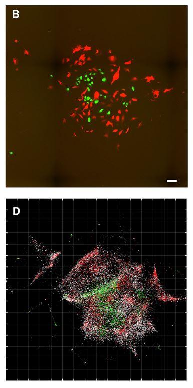 Imaging of Cell Population