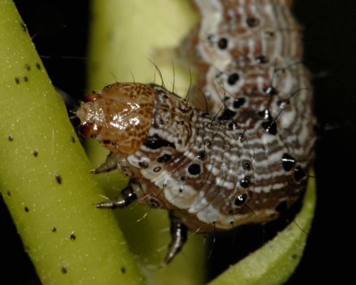 Cotton Bollworm