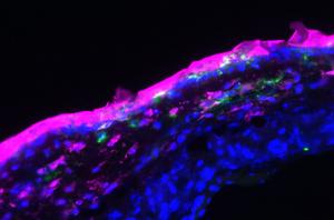 Fluorescence microscopic imaging of the skin treated with the aptamer cream: