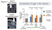 Taking Metformin Promotes Sugar Accumulation Inside the Intestine
