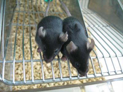 2 8-week-old SC Mice