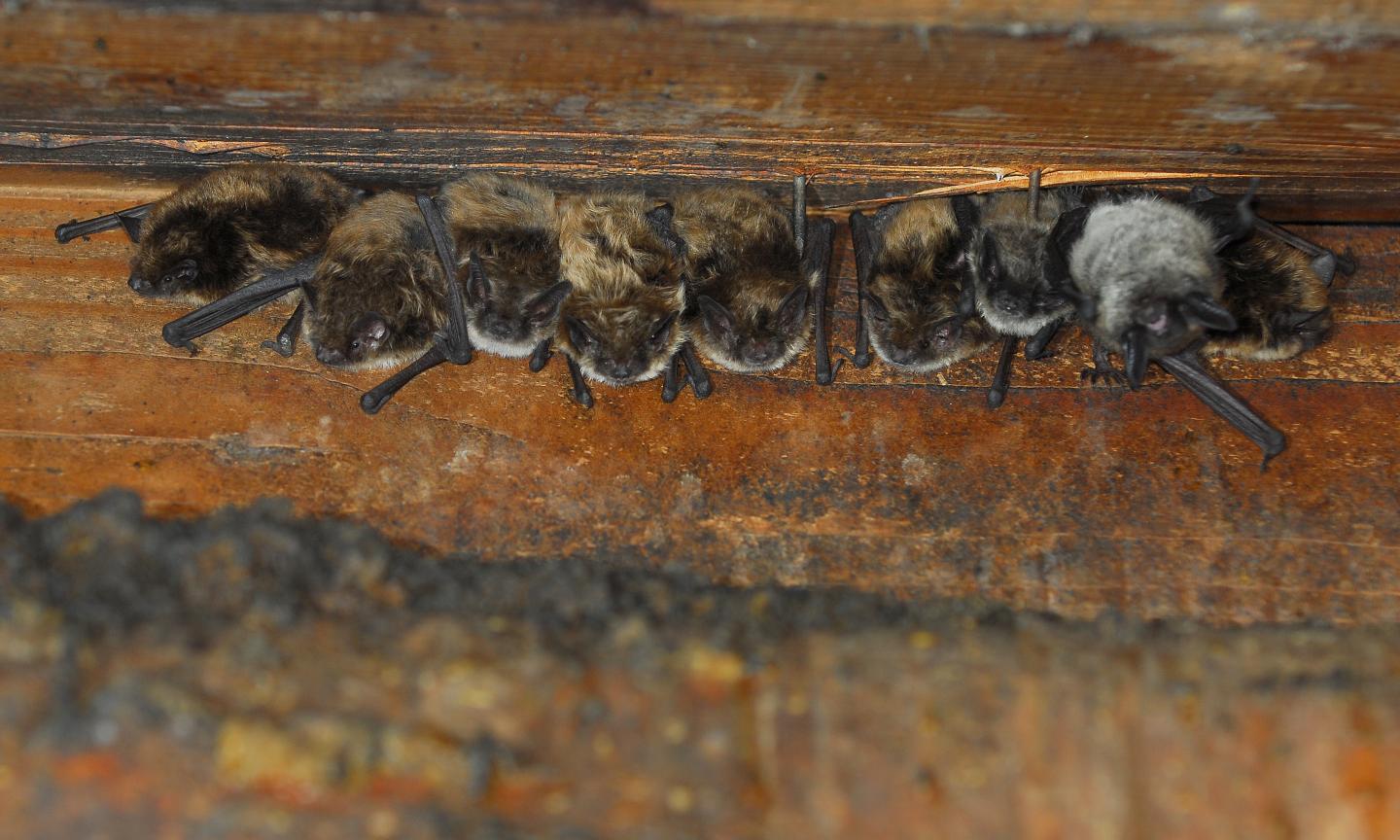 Little Brown Bats