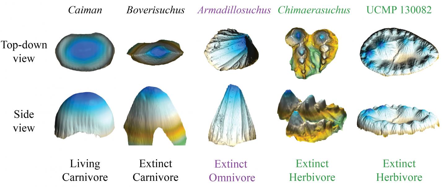 Crocodyliform Tooth Shapes