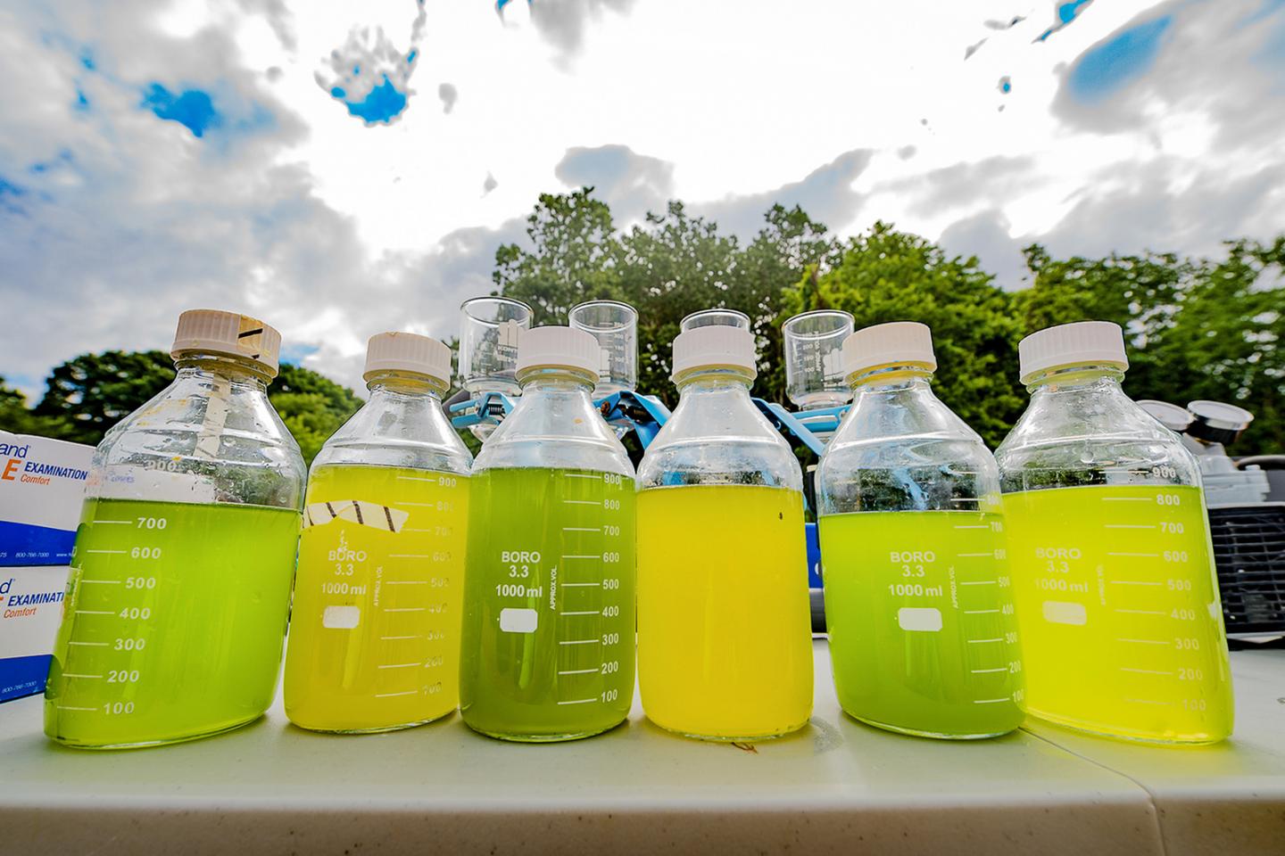 Algae for Biofuel