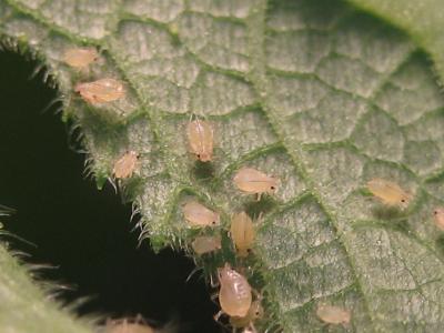 Wingless Aphids (1 of 2)