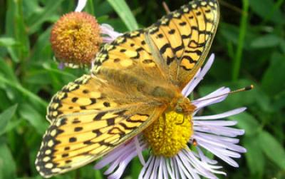 Mormon Fritillary Butterfly