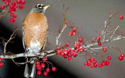 American Robin