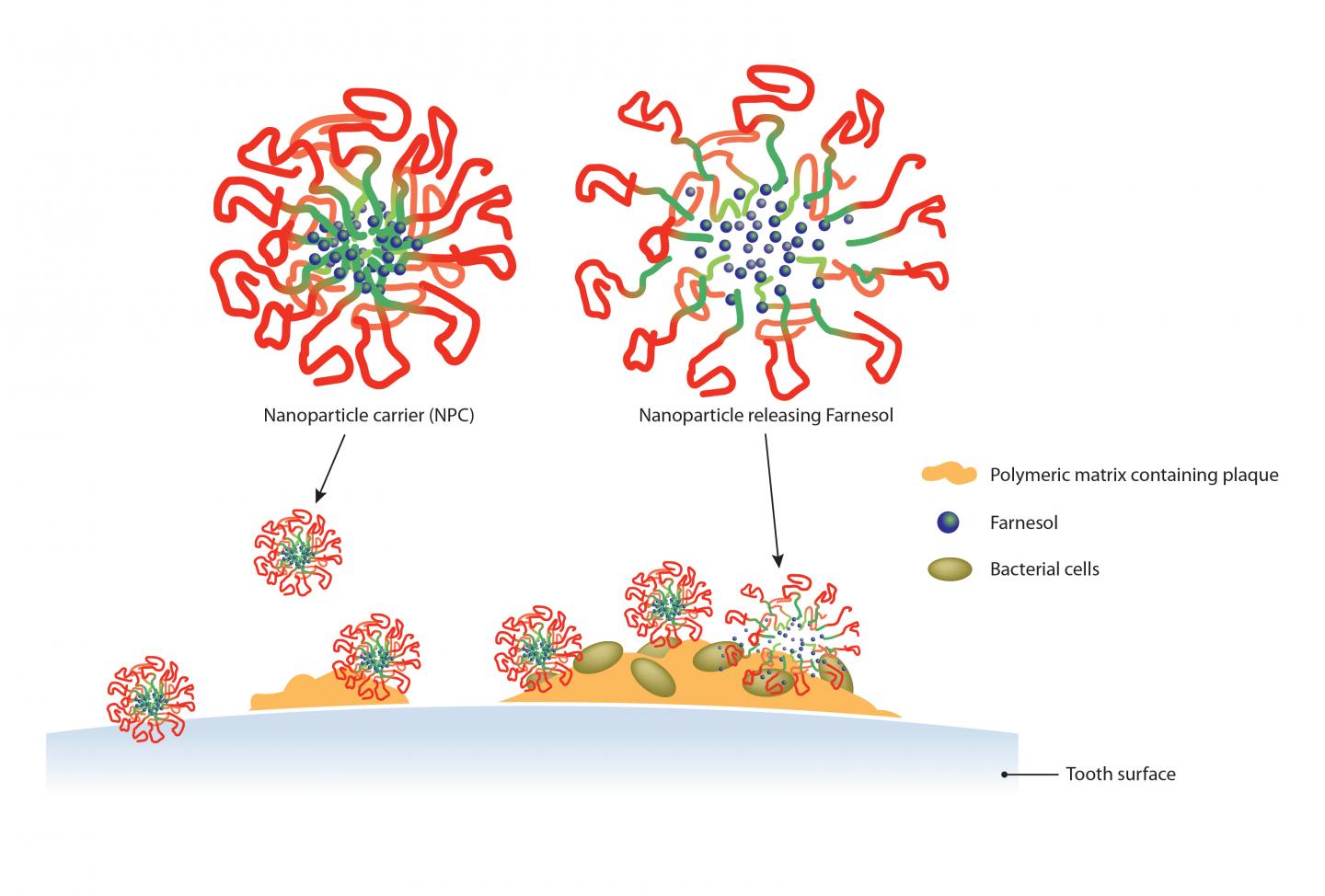 Nanoparticle Carriers Delivering Farnesol