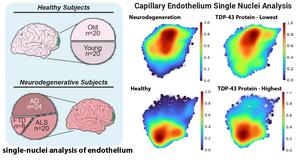 Analysis from Murphy Lab