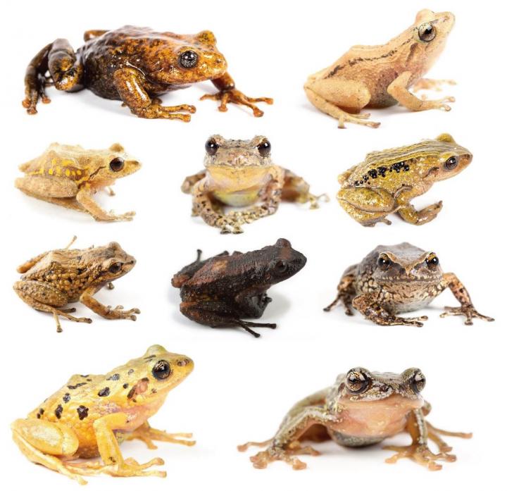 The New Species of Rain Frogs