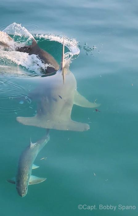 Hooked tarpon make an easy target for hungry hammerheads.
