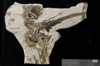 Fossil BMNHC-Ph-000804 of Anchiornis huxleyi (Dinosauria, Troodontidae)