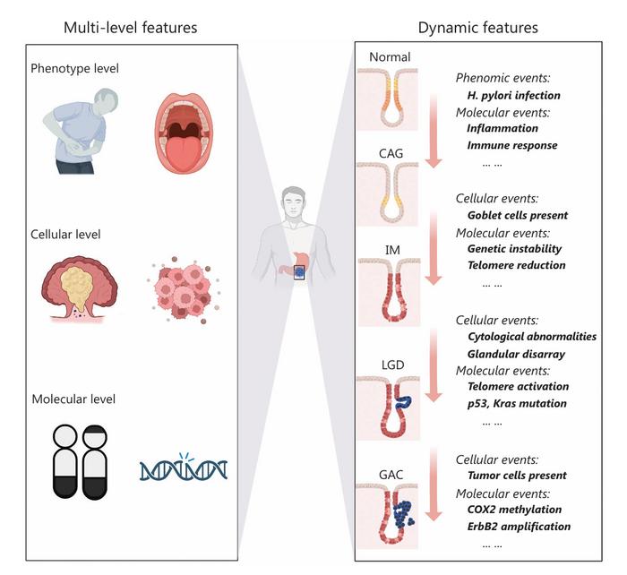 Characteristics of gastric inflammation-induced tumorigenesis.