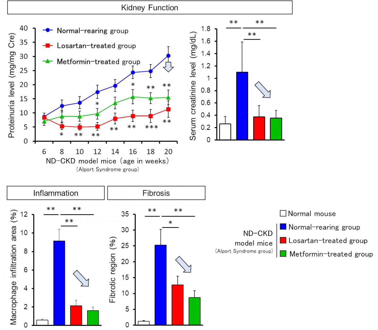 Low dose metformin improved renal function, inflammation, and fibrosis in a ND-CKD (Alport syndrome) mouse model