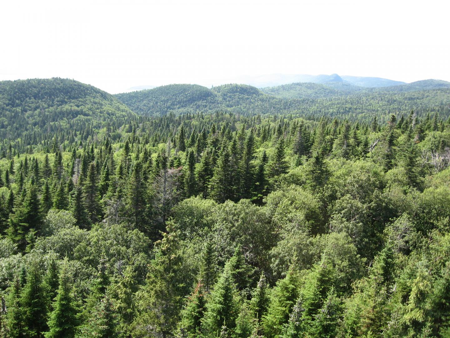 Mixed forest [IMAGE] EurekAlert! Science News Releases